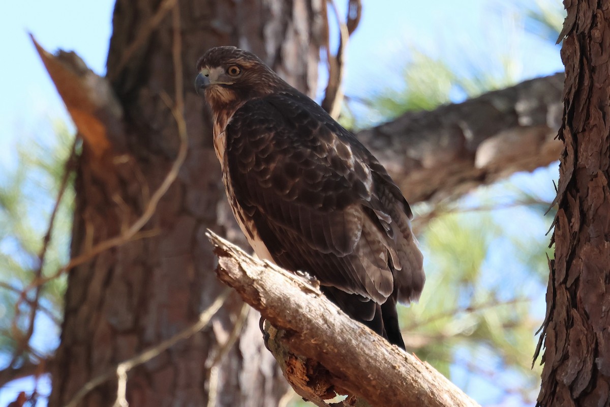 Red-tailed Hawk (borealis) - ML646003431