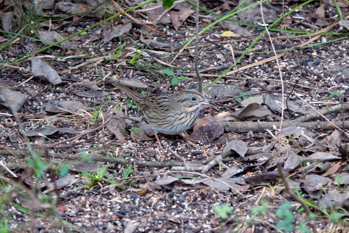 Lincoln's Sparrow - ML646003435
