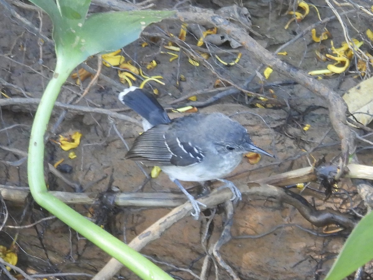 Band-tailed Antbird - ML646003437