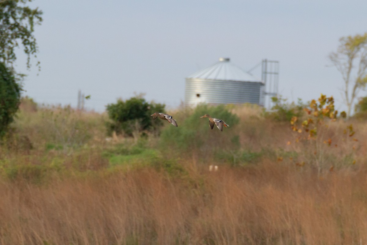 Northern Shoveler - ML646003439