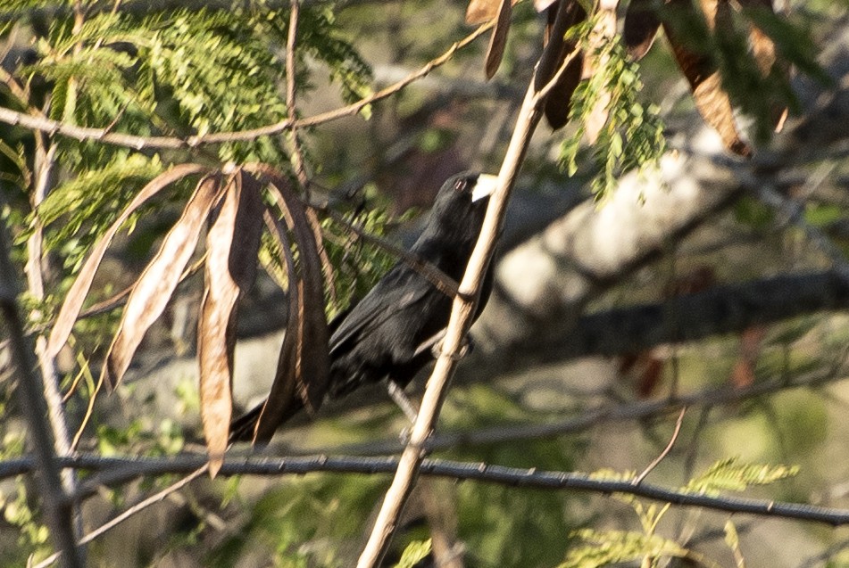 Solitary Black Cacique - ML646003441