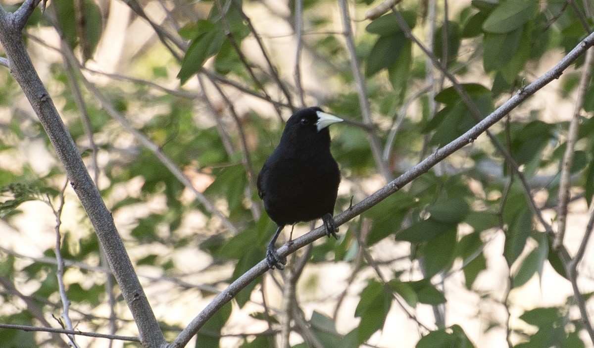 Solitary Black Cacique - ML646003442