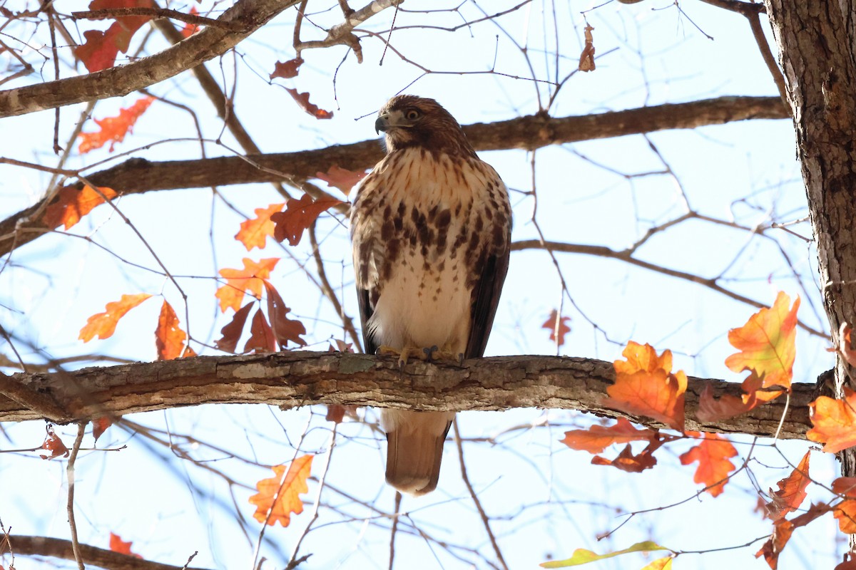 Red-tailed Hawk (borealis) - ML646003443