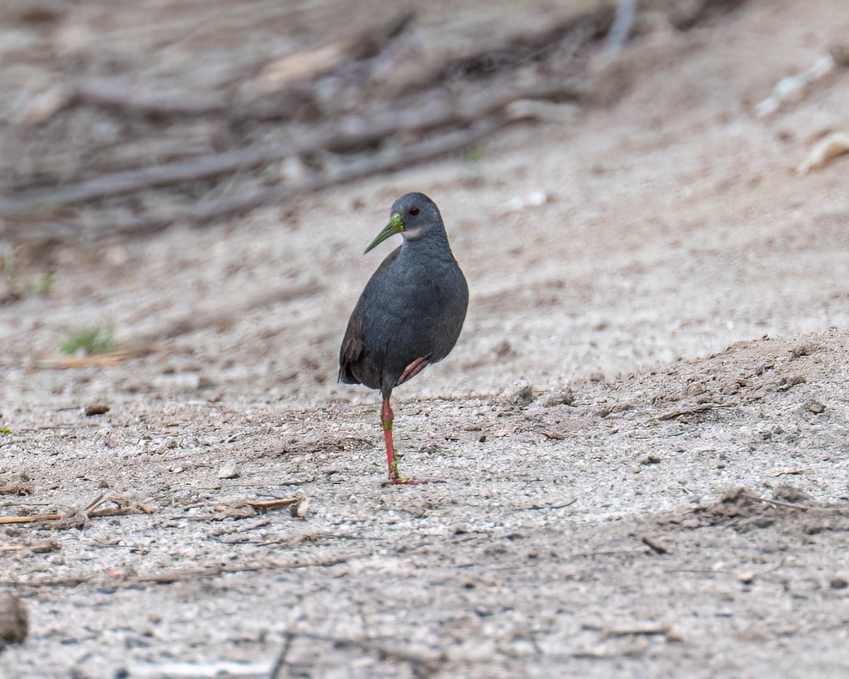 Râle noirâtre - ML646003444