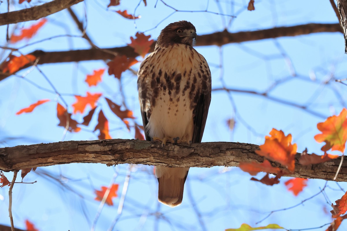 Red-tailed Hawk (borealis) - ML646003446