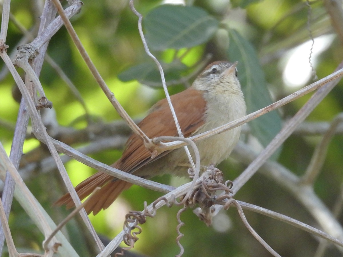 Rusty-backed Spinetail - ML646003449