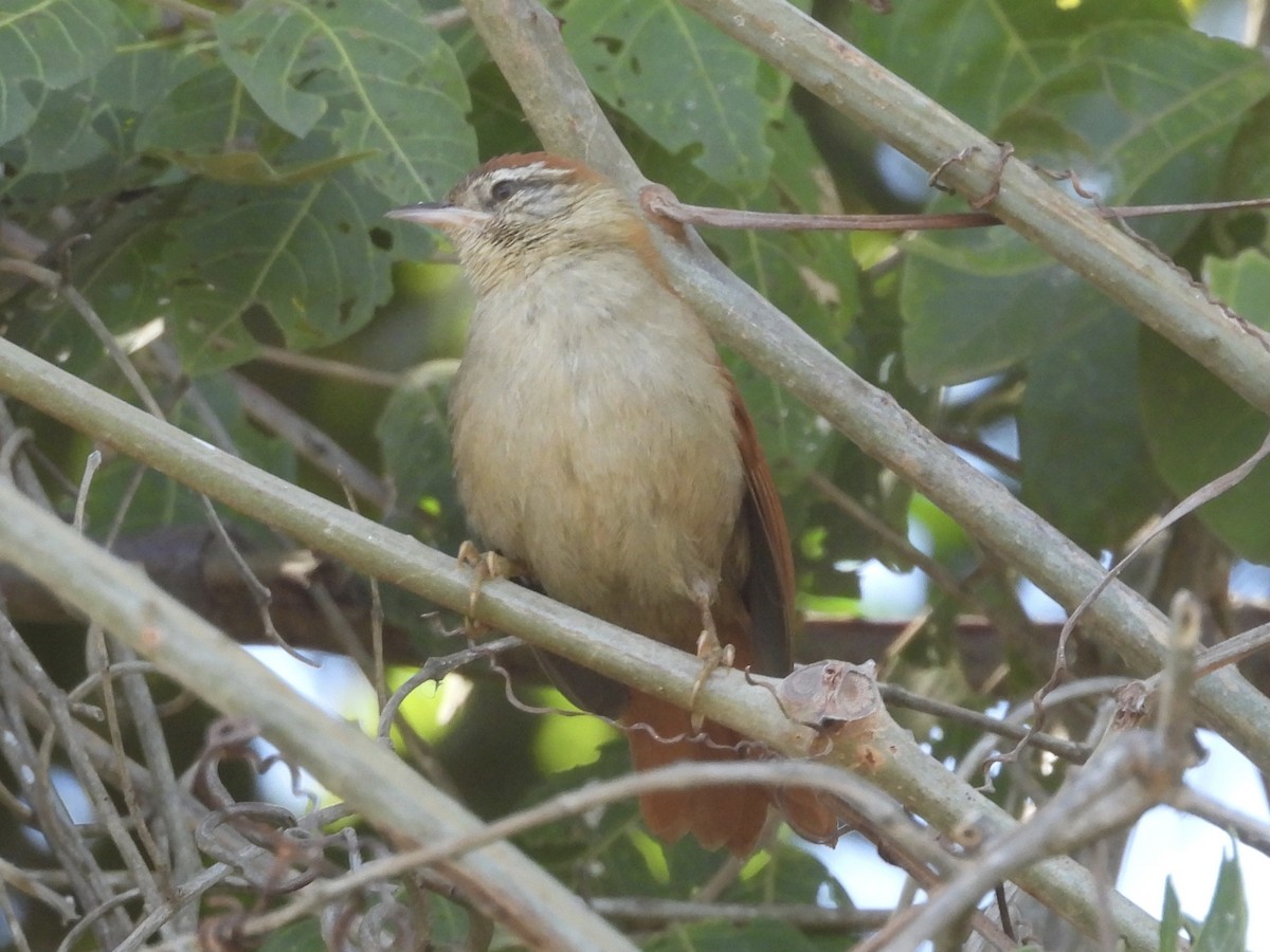 Rusty-backed Spinetail - ML646003450