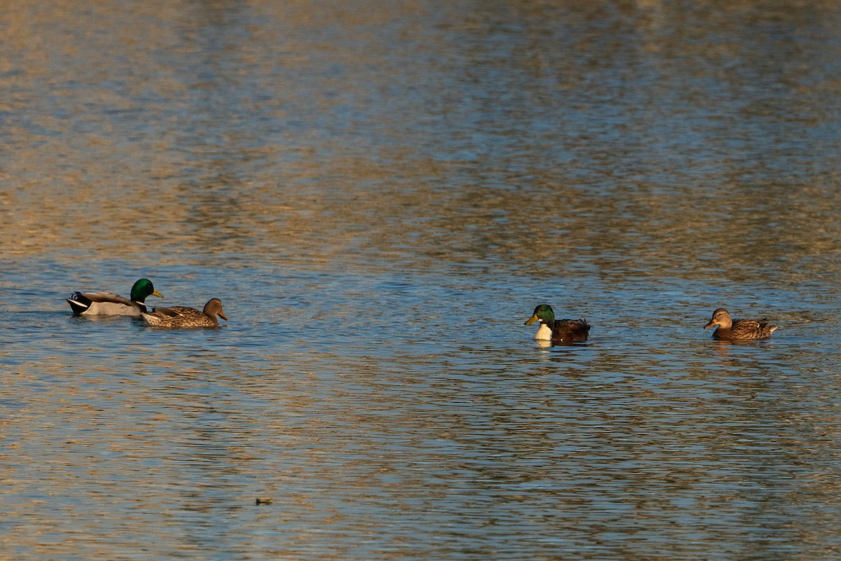 Mallard - ML646003451