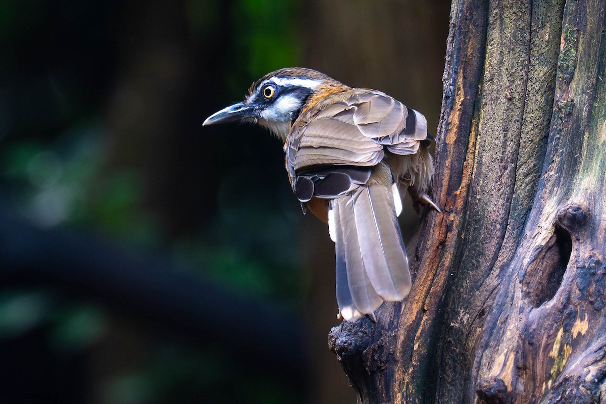 Lesser Necklaced Laughingthrush - ML646003453