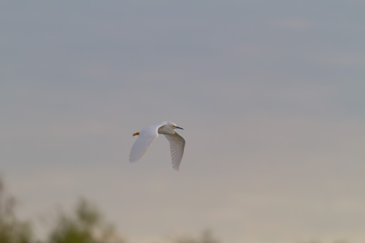 Snowy Egret - ML646003454