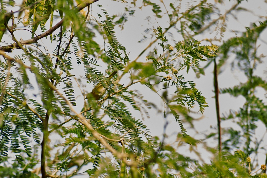 Nashville Warbler - ML646003457