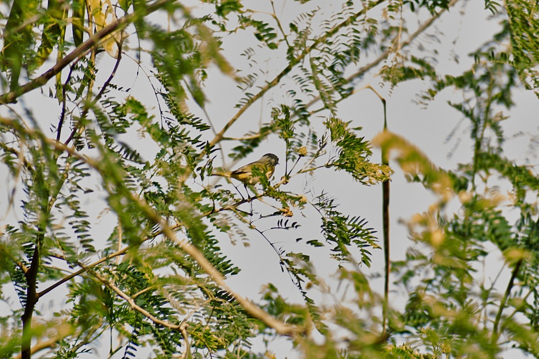 Nashville Warbler - ML646003458