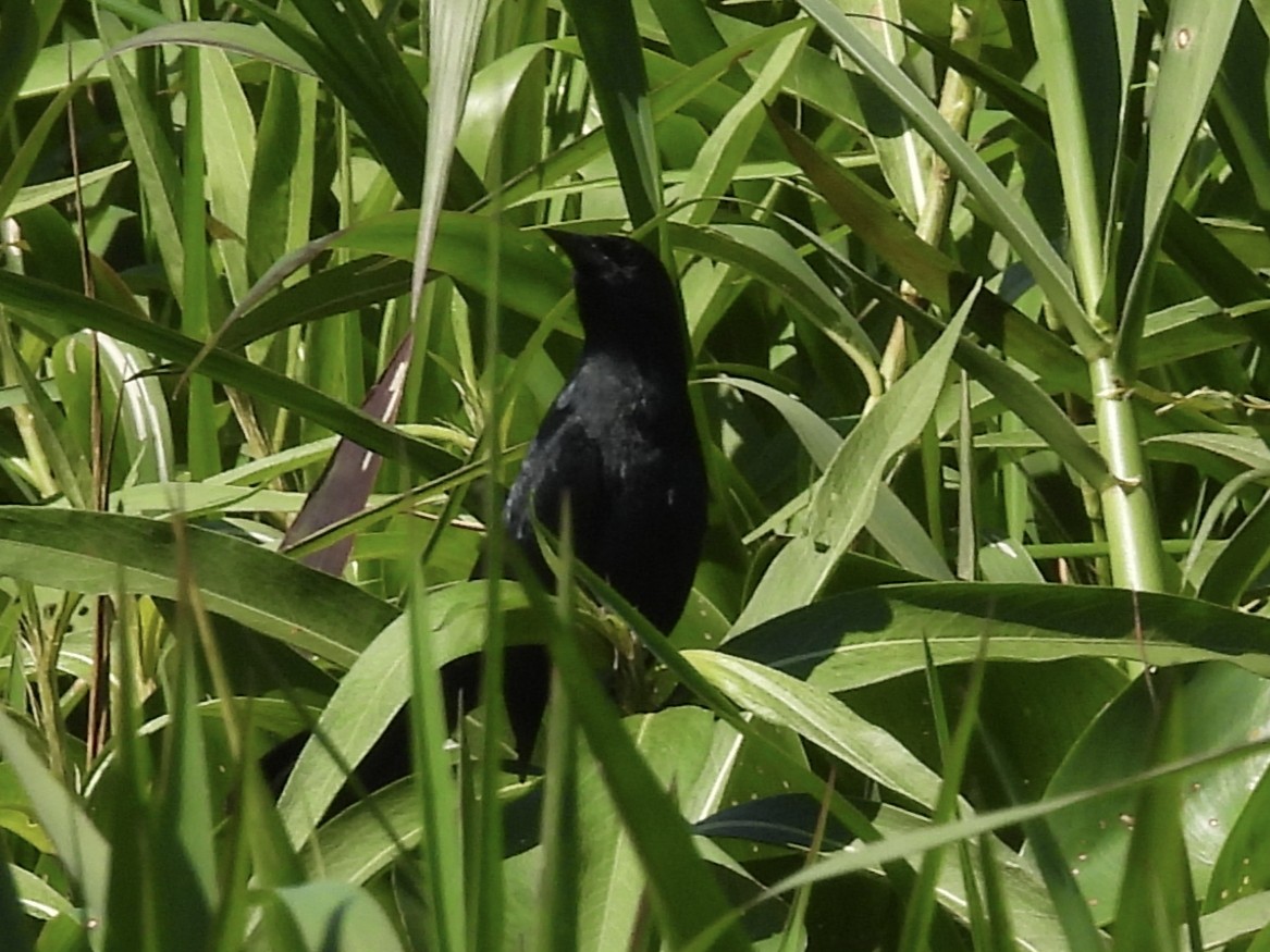 Unicolored Blackbird - ML646003462