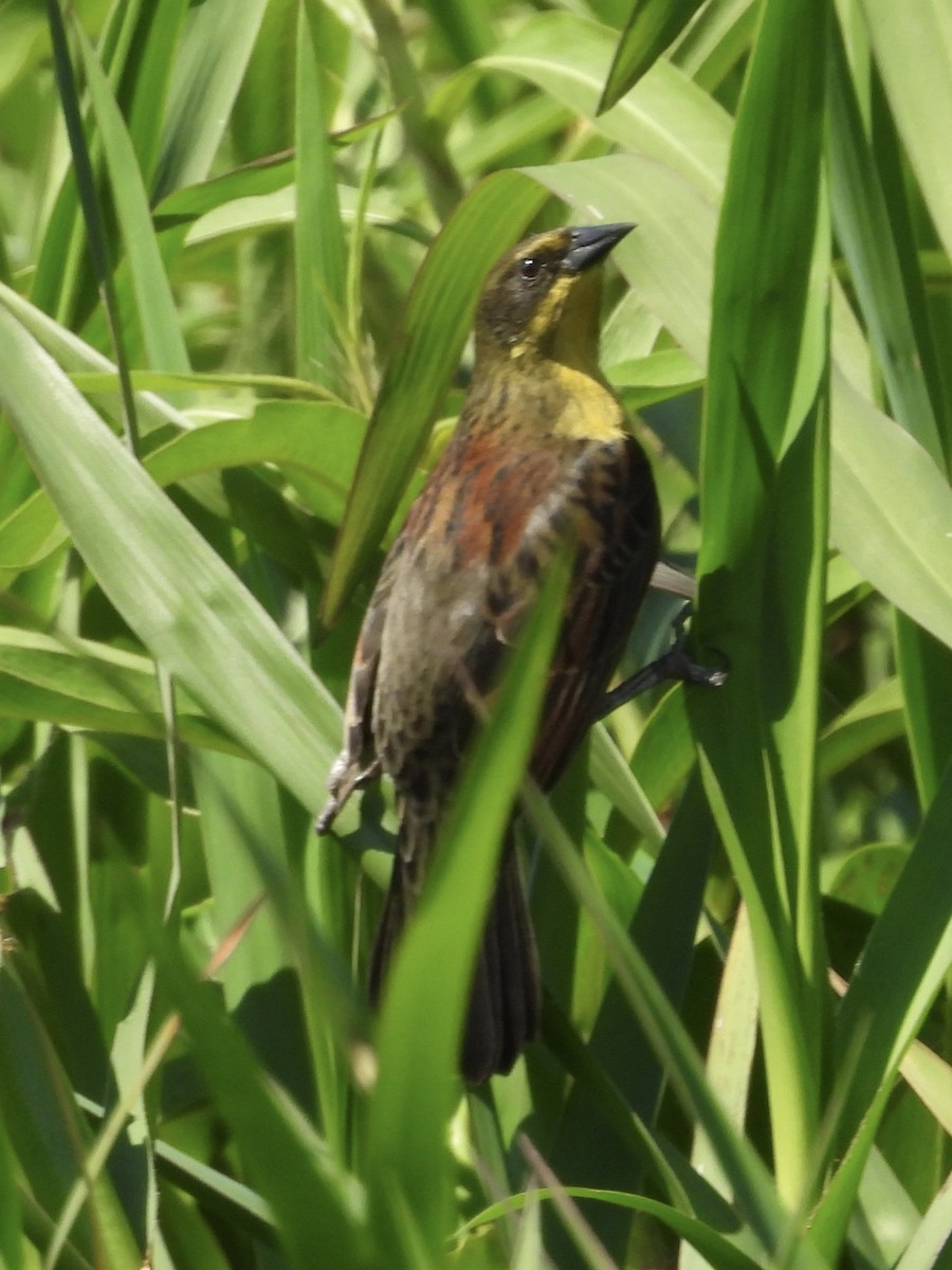 Unicolored Blackbird - ML646003463