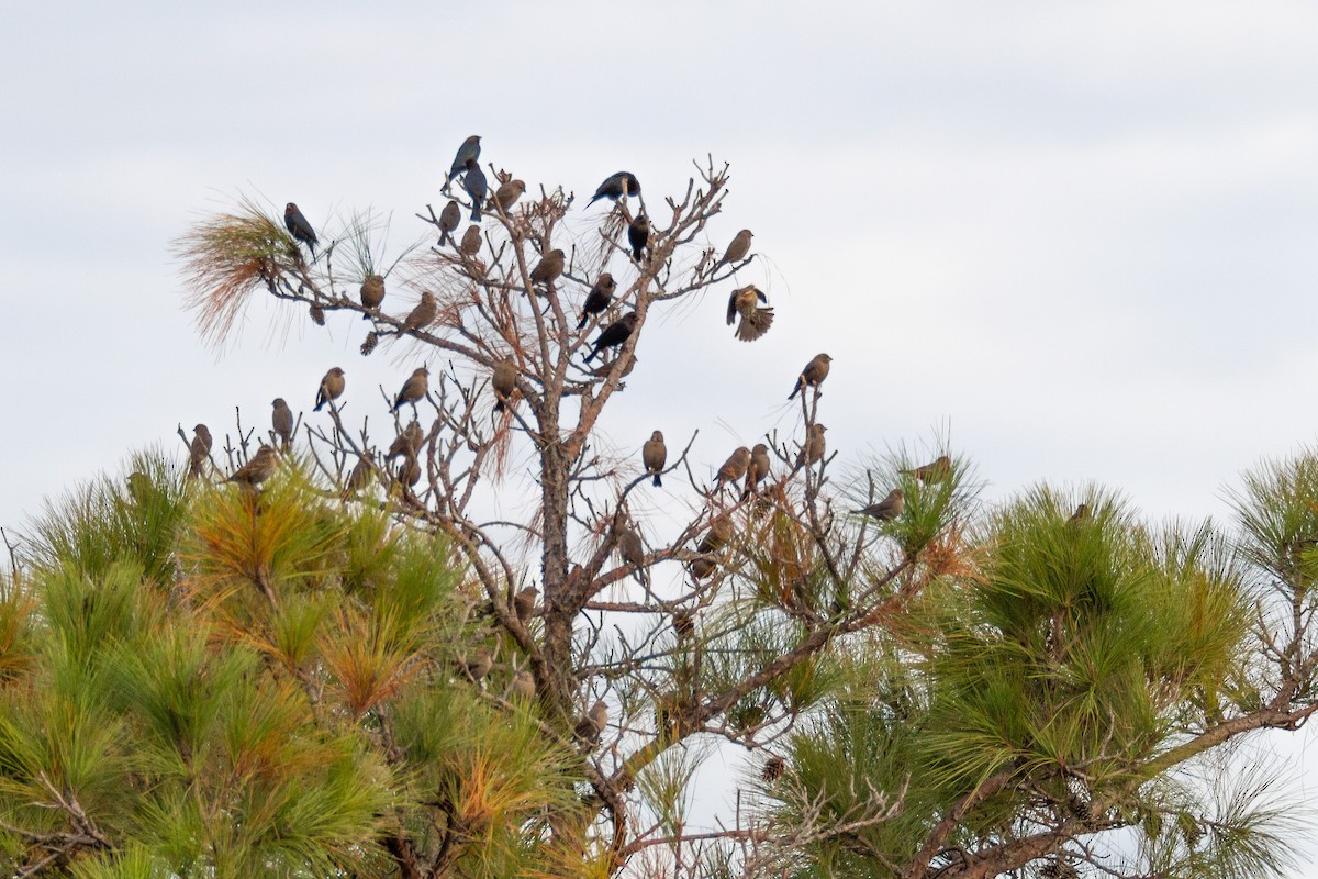 Brown-headed Cowbird - ML646003467