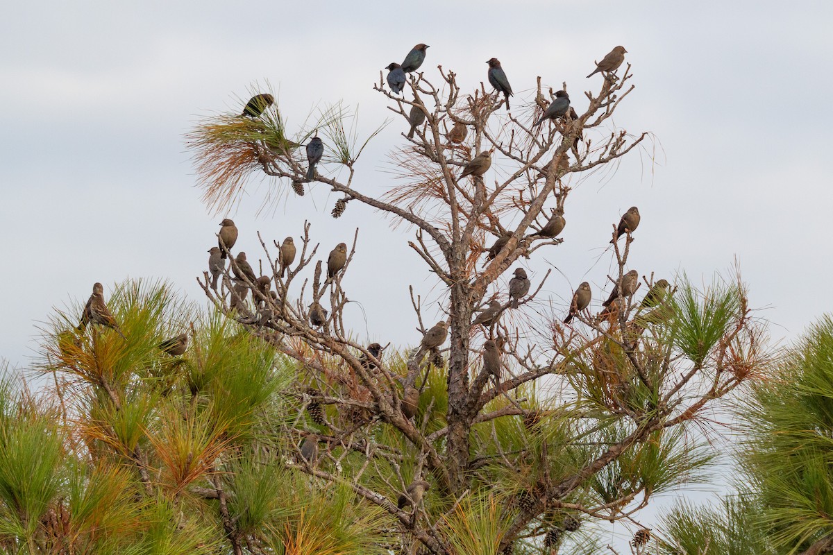 Brown-headed Cowbird - ML646003468