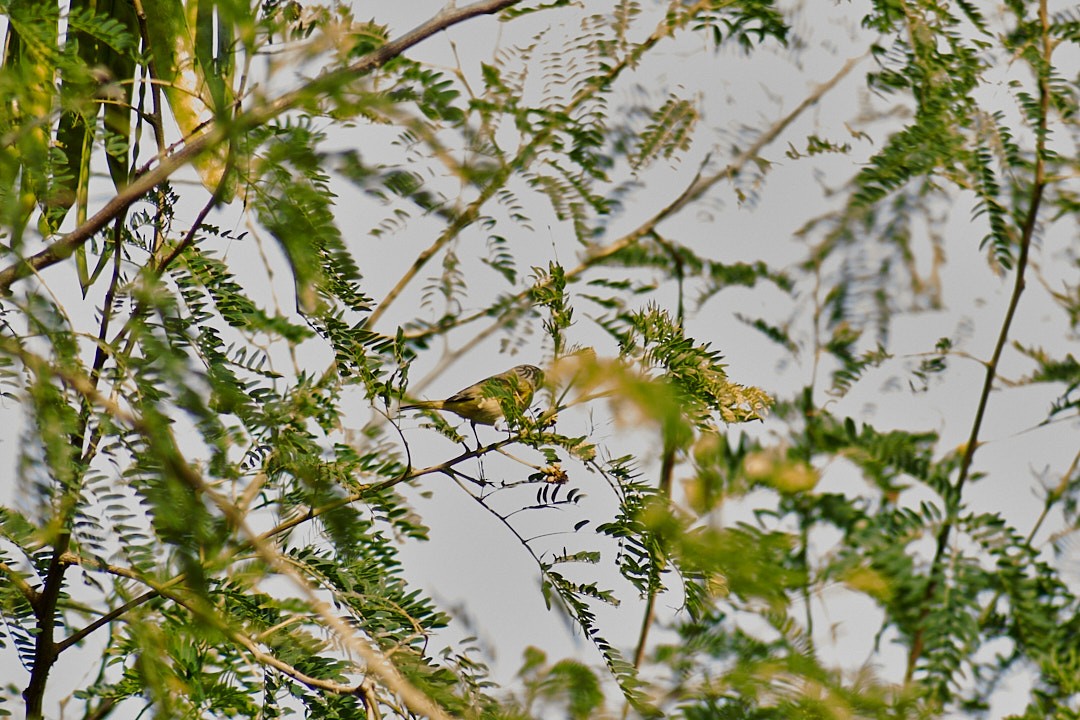 Nashville Warbler - ML646003469