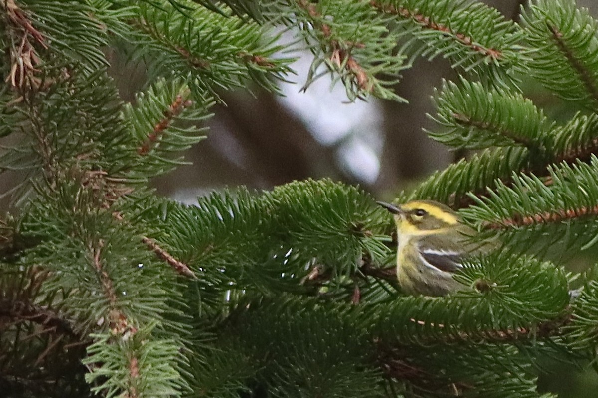 Townsend's Warbler - ML646003471