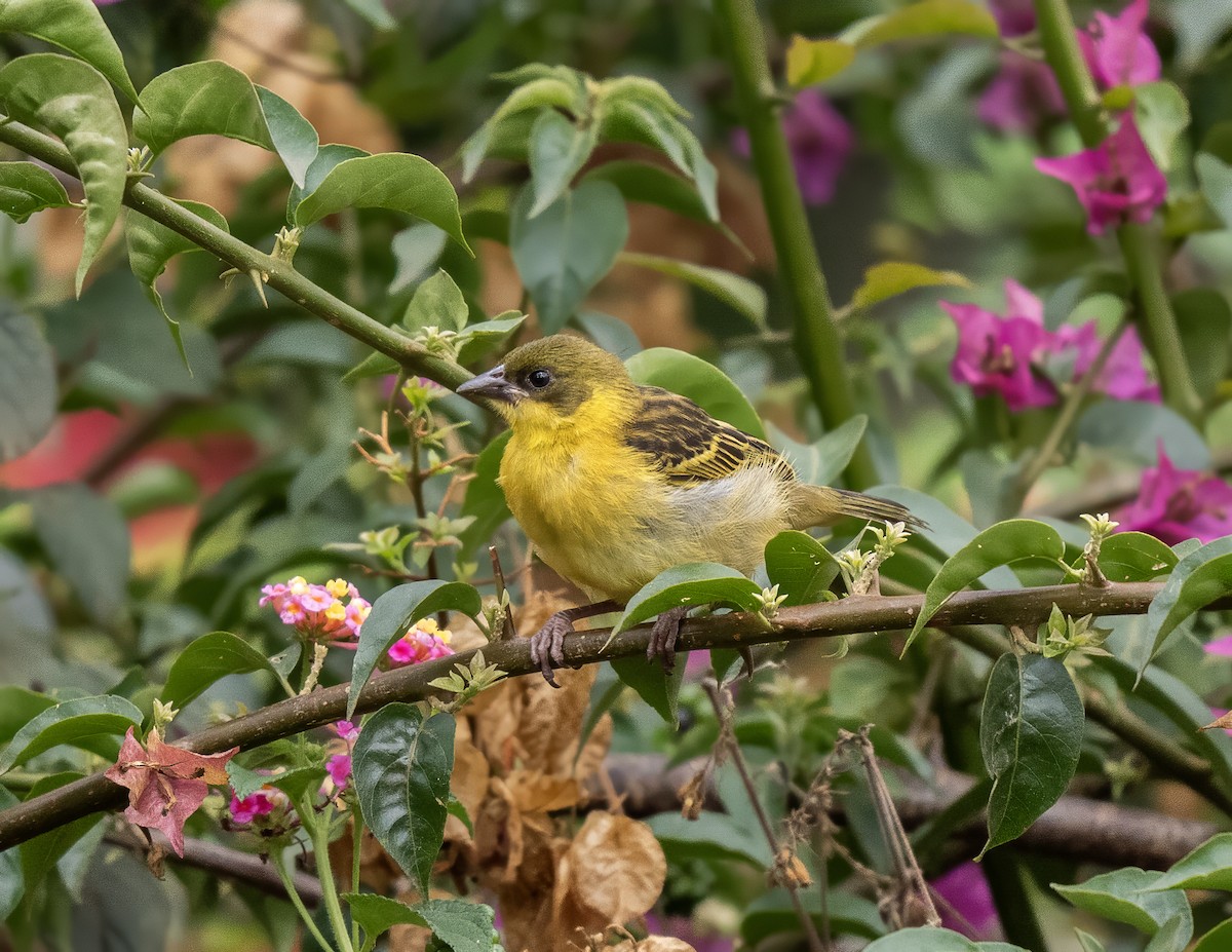 Tejedor Baglafecht - ML646003474