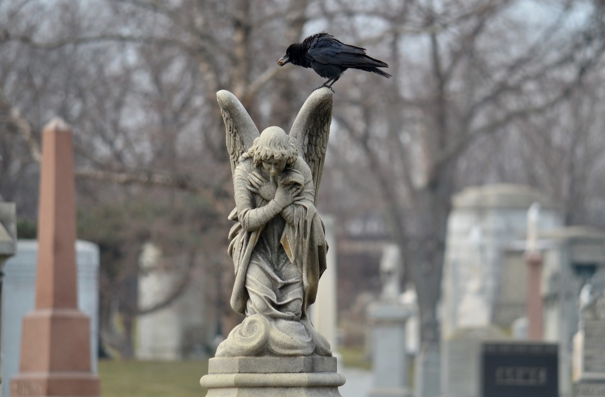 American Crow - ML646003480