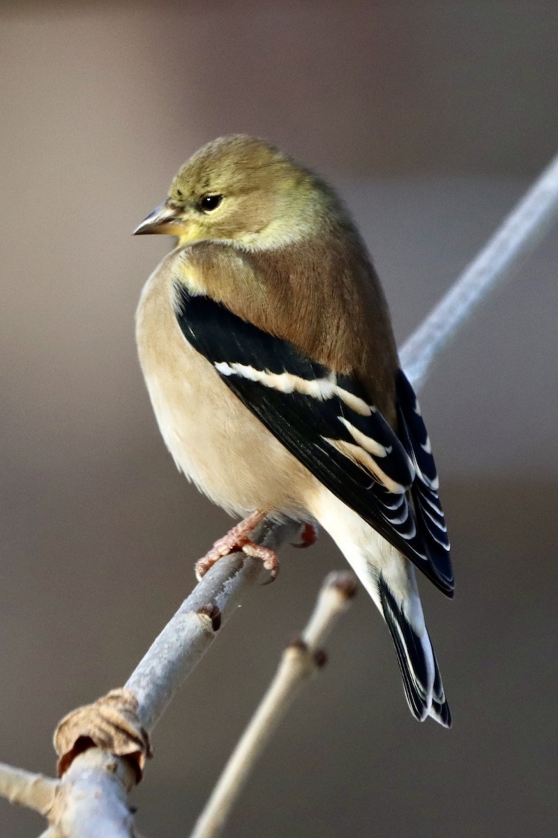 čížek žlutý - ML646003495