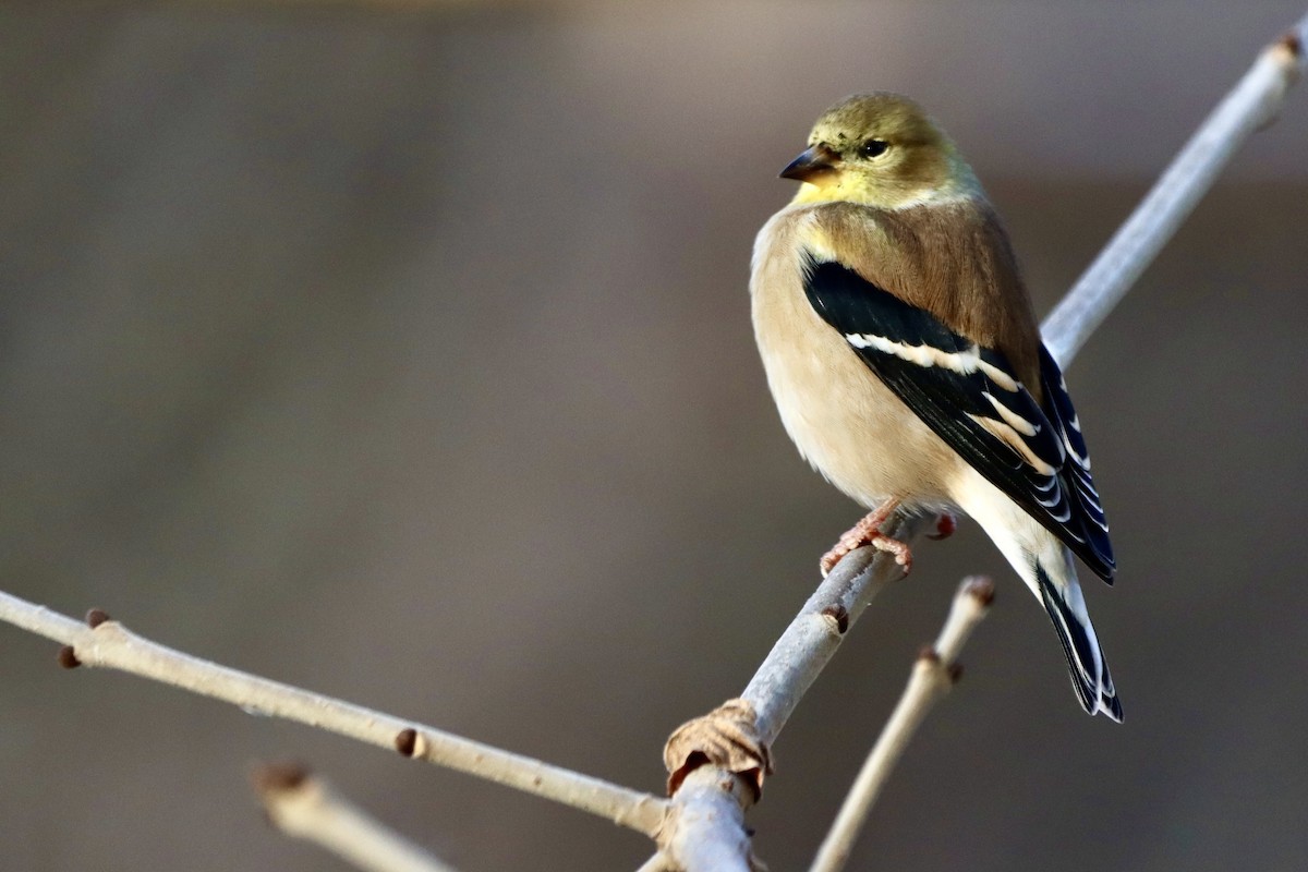 čížek žlutý - ML646003496