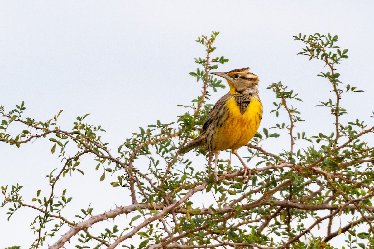 Eastern Meadowlark - ML646003505