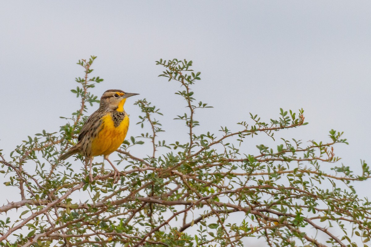 Eastern Meadowlark - ML646003506
