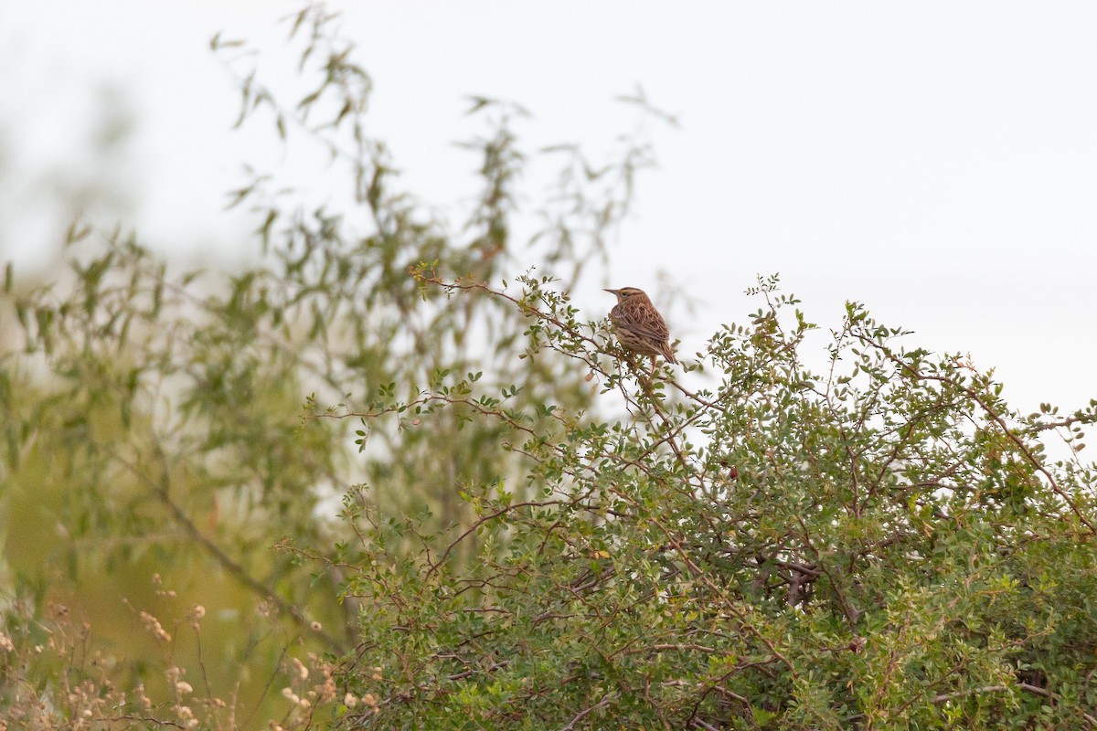 Eastern Meadowlark - ML646003507
