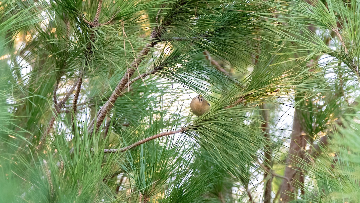 Goldcrest - ML646003508