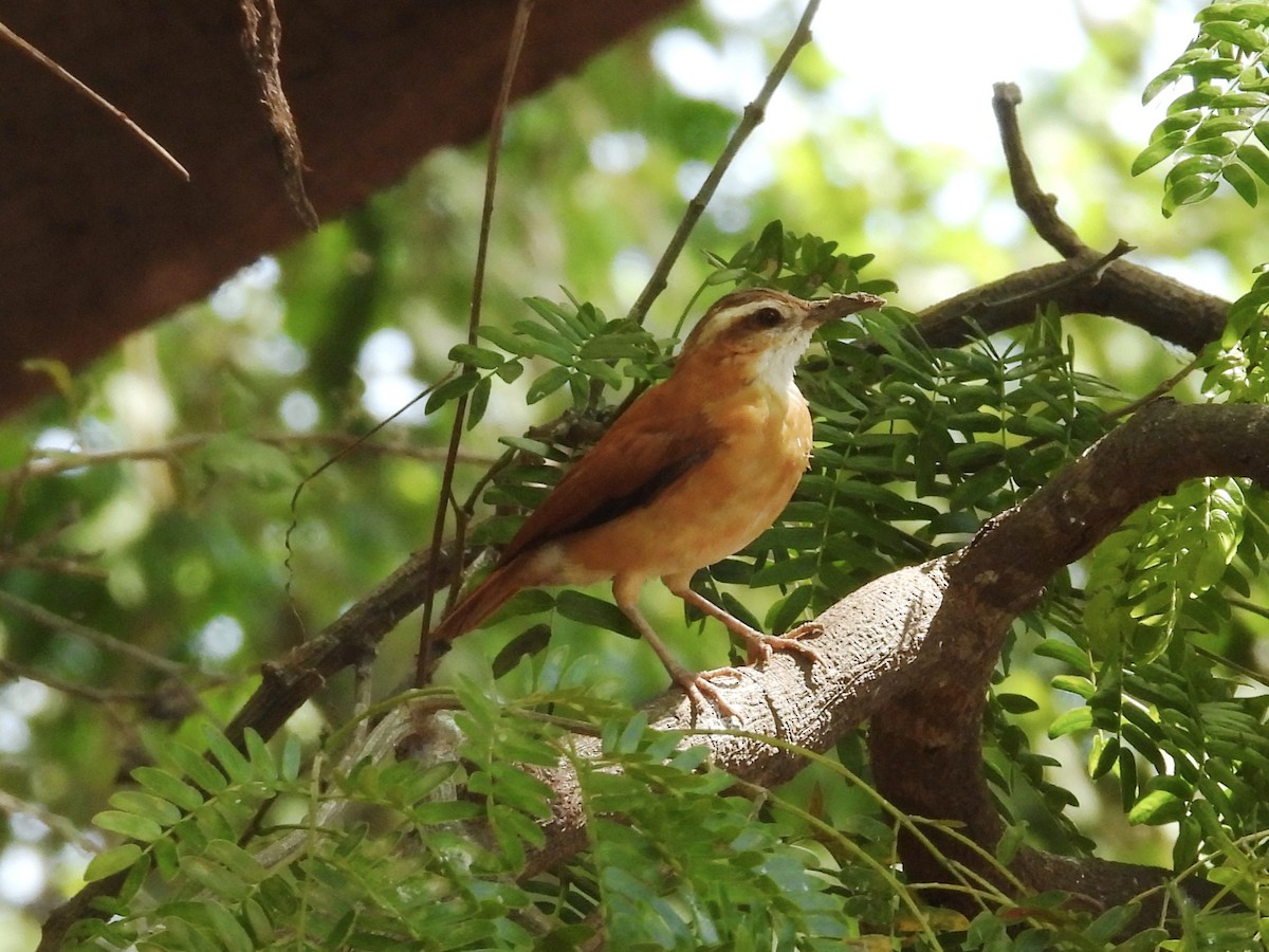 Pale-legged Hornero - ML646003509