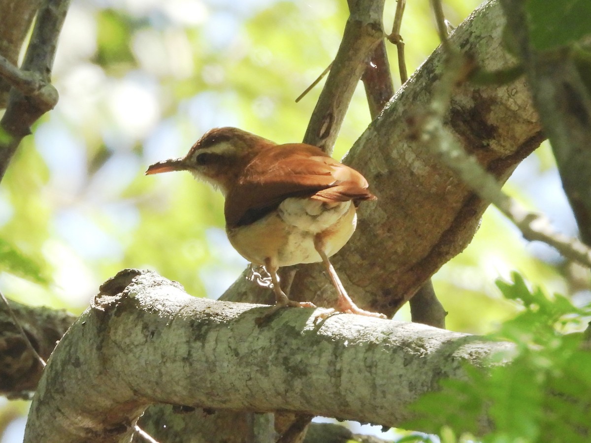 Pale-legged Hornero - ML646003510