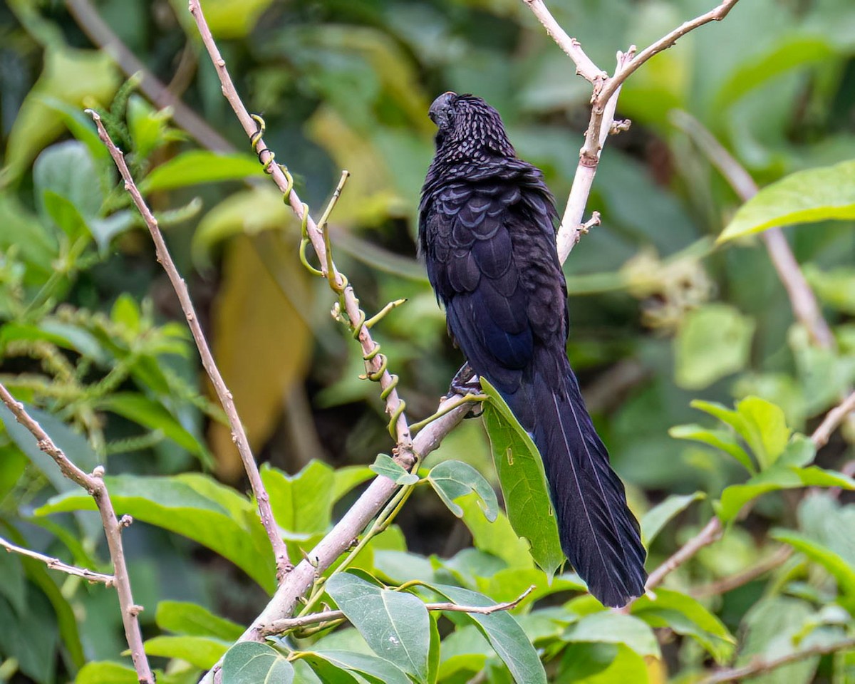Smooth-billed Ani - ML646003517