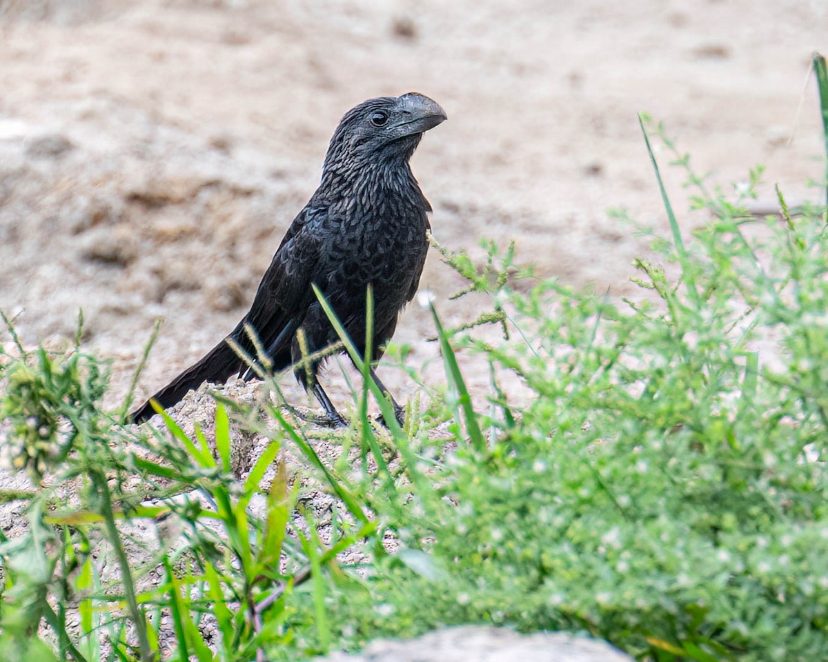 Smooth-billed Ani - ML646003527