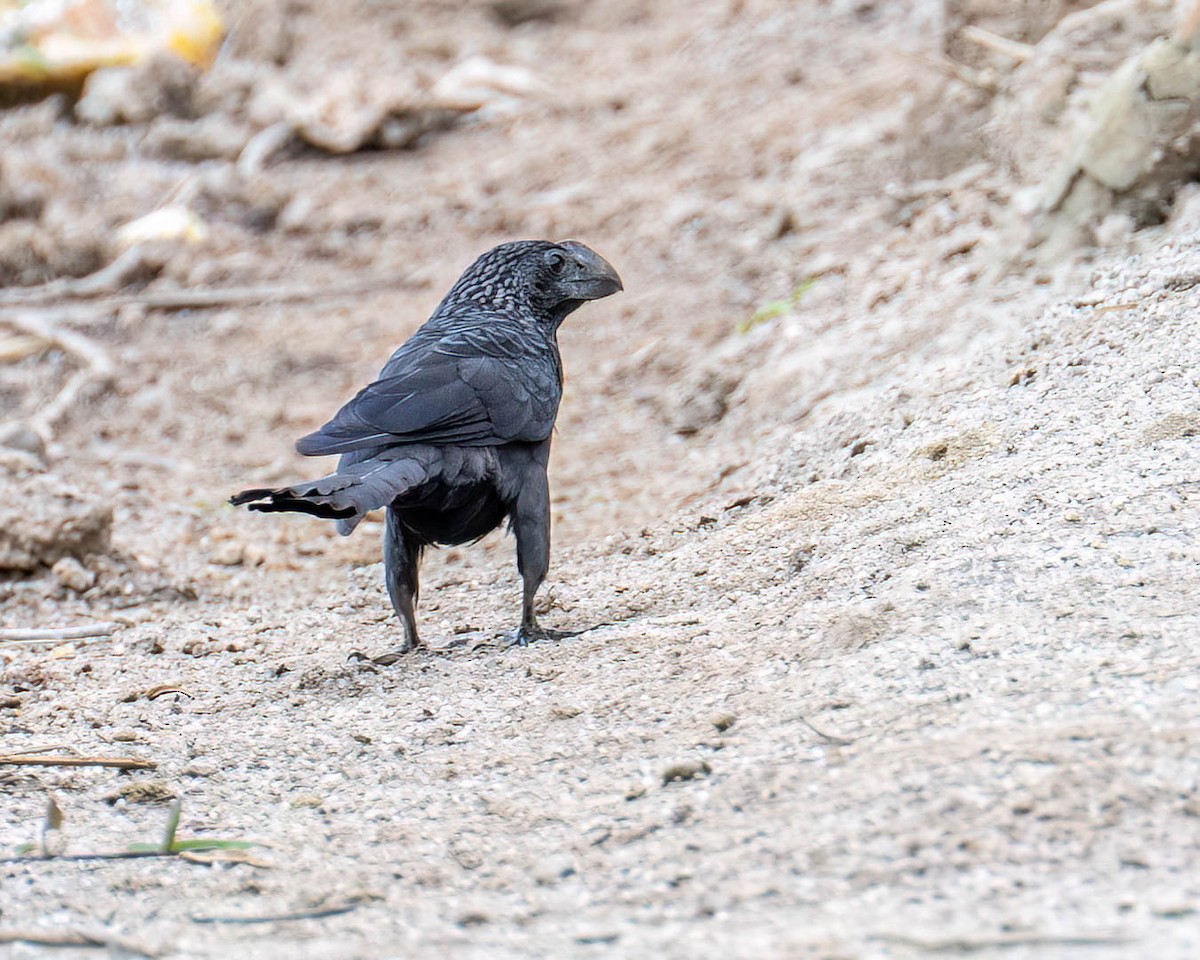 Smooth-billed Ani - ML646003528