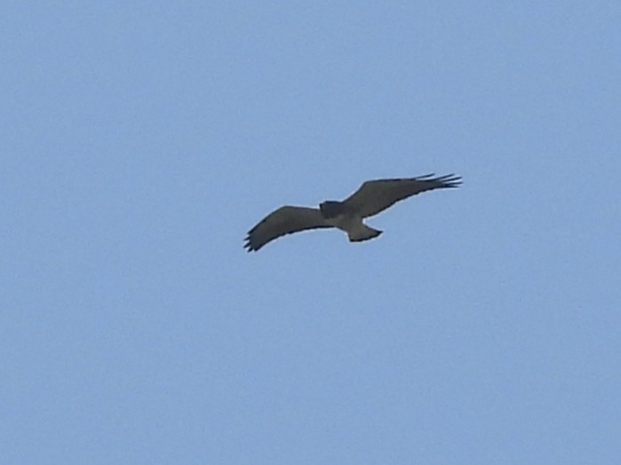 White-tailed Hawk - ML646003531