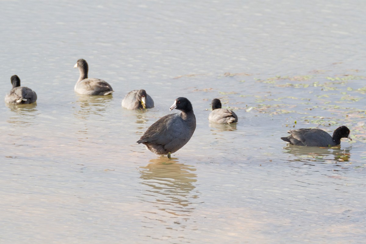 American Coot - ML646003543