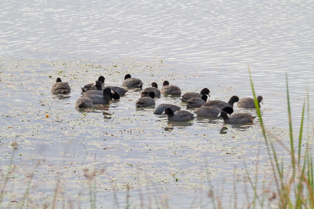 American Coot - ML646003544