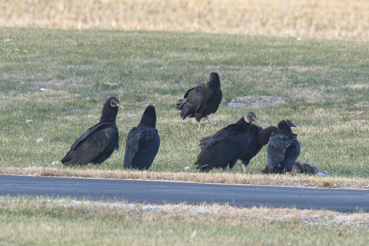 Black Vulture - ML646003552