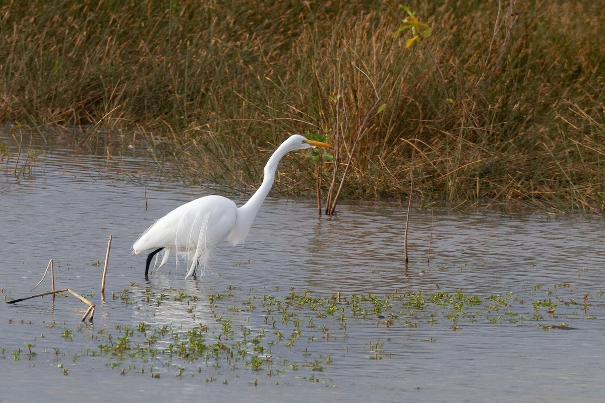 Great Egret - ML646003562
