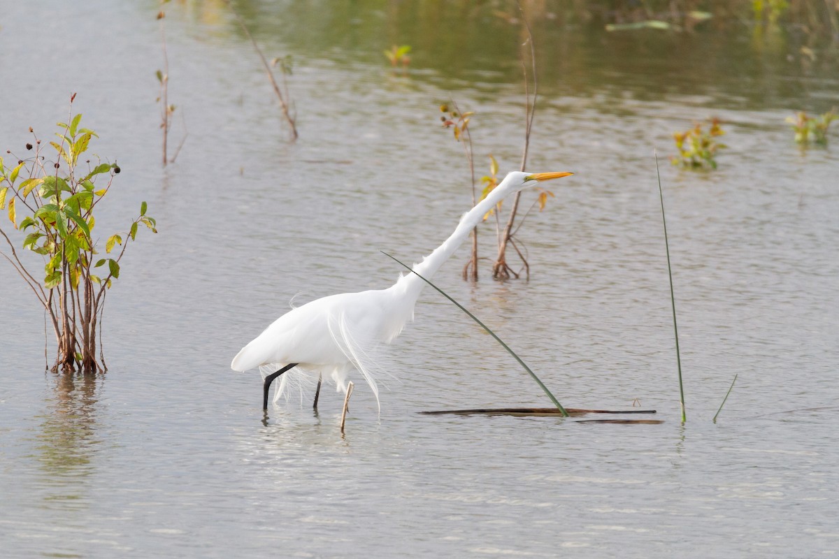 Great Egret - ML646003563