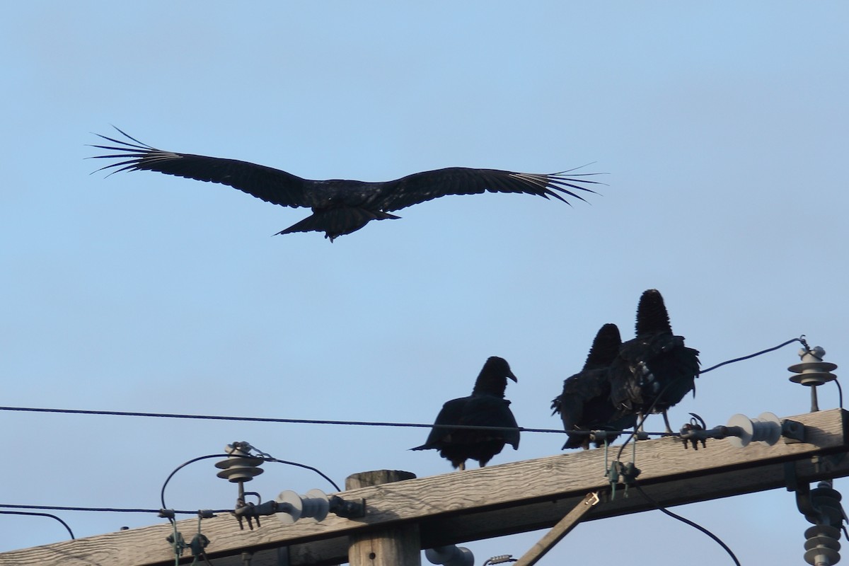 Black Vulture - ML646003565