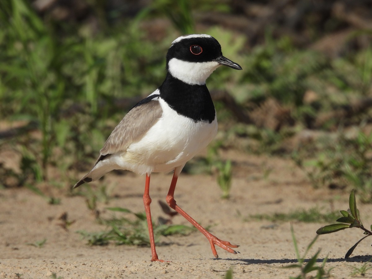 Pied Plover - ML646003575