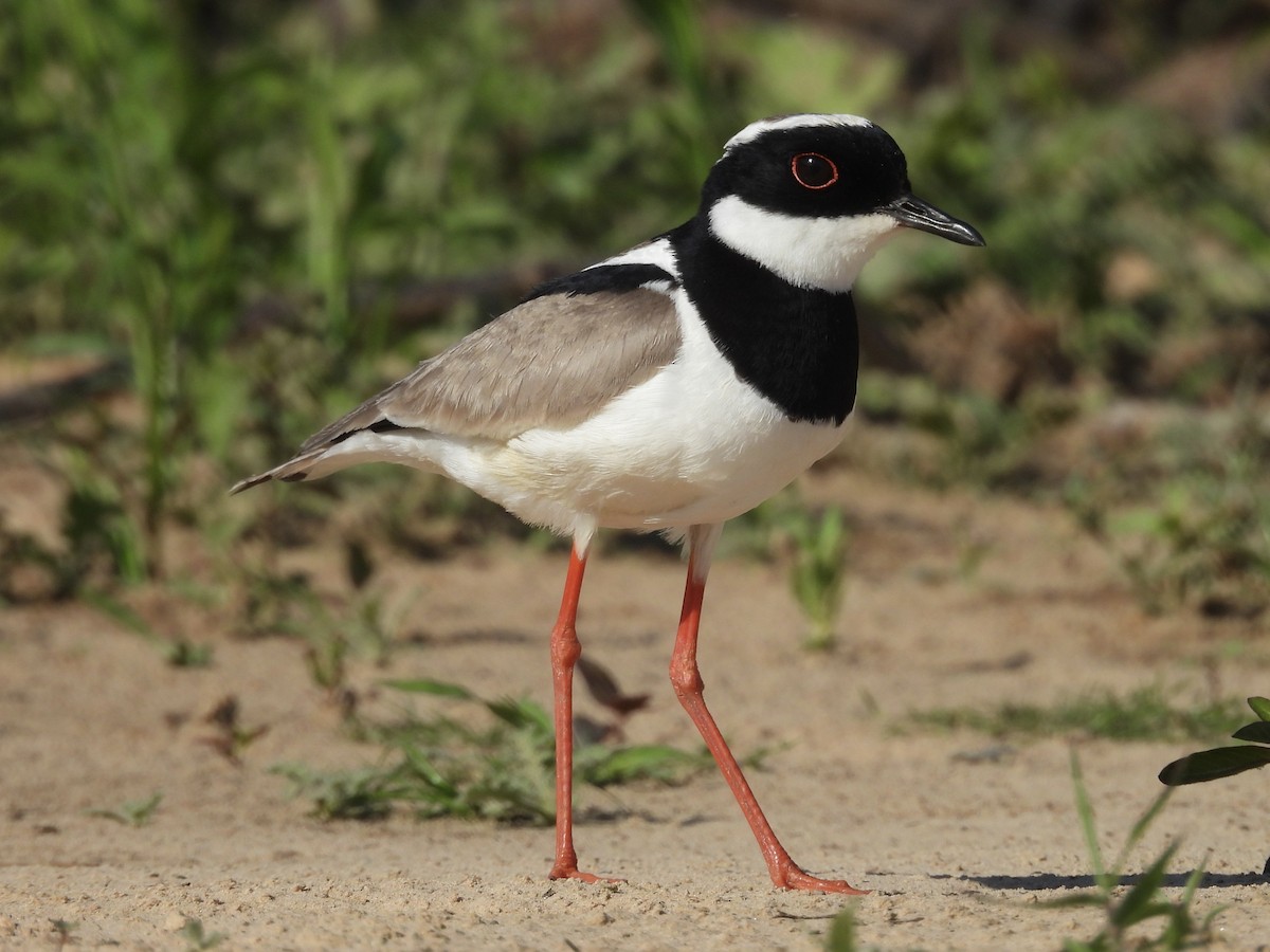 Pied Plover - ML646003576