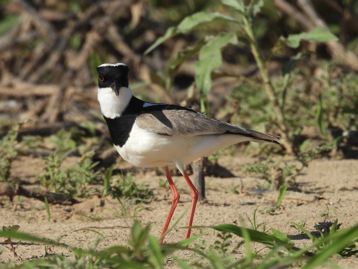 Pied Plover - ML646003577