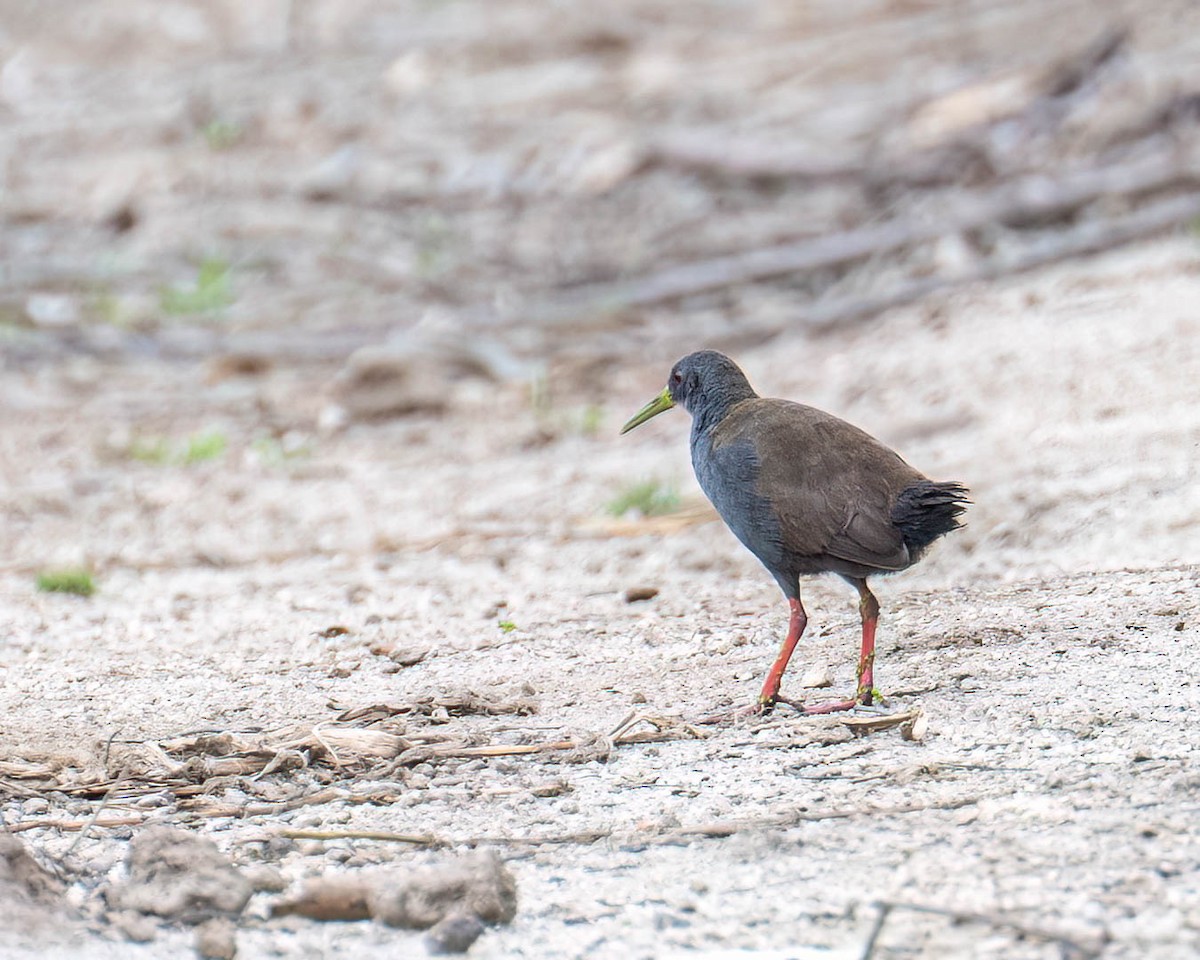 Râle noirâtre - ML646003590