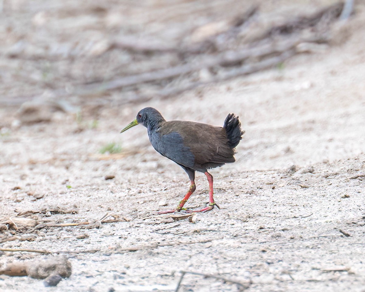 Râle noirâtre - ML646003591