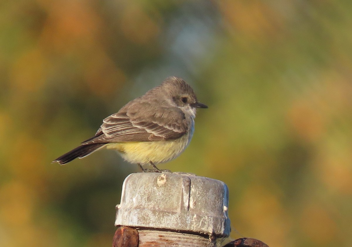 Vermilion Flycatcher - ML646003602