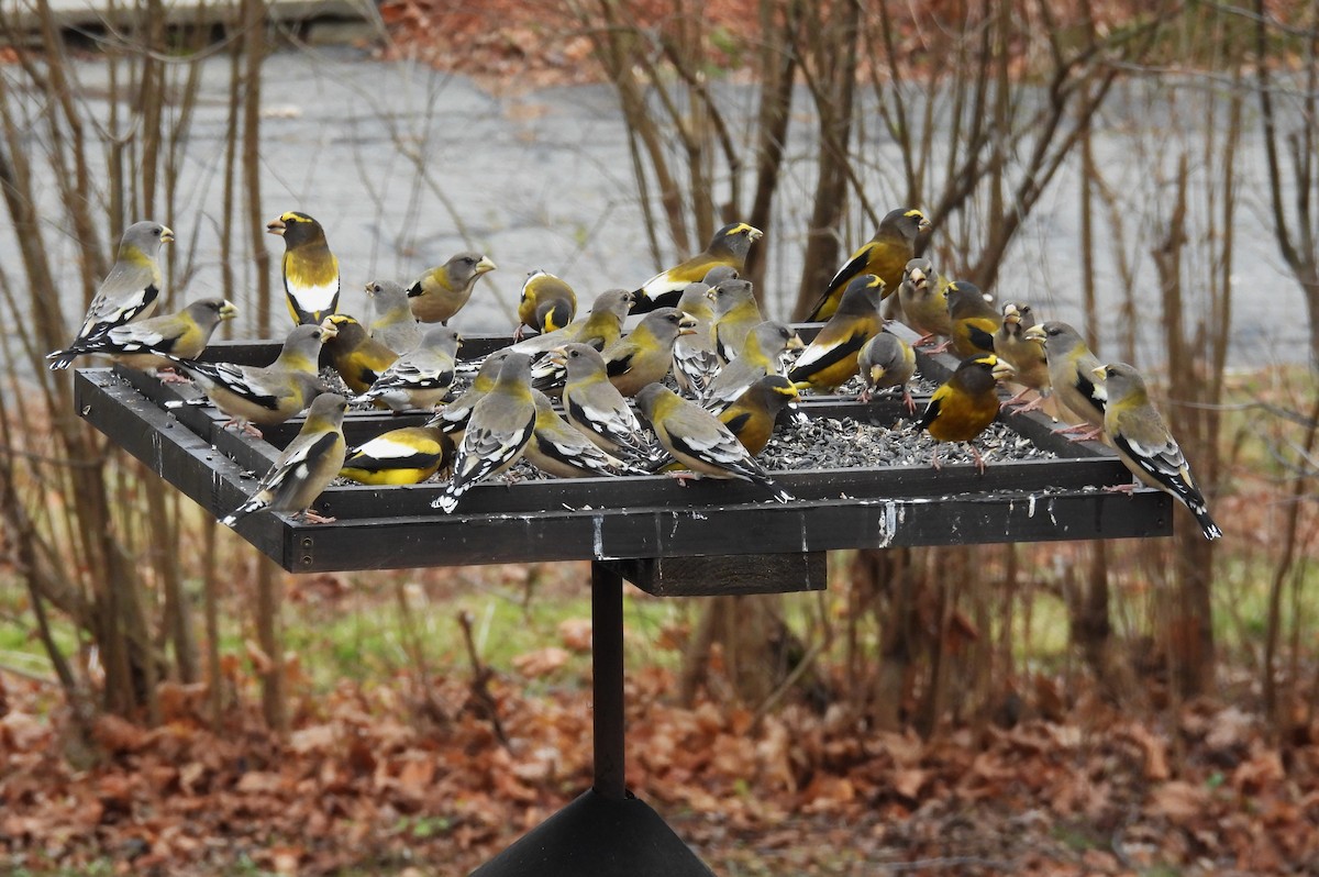 Mokolodi bekainoria - ML646003604