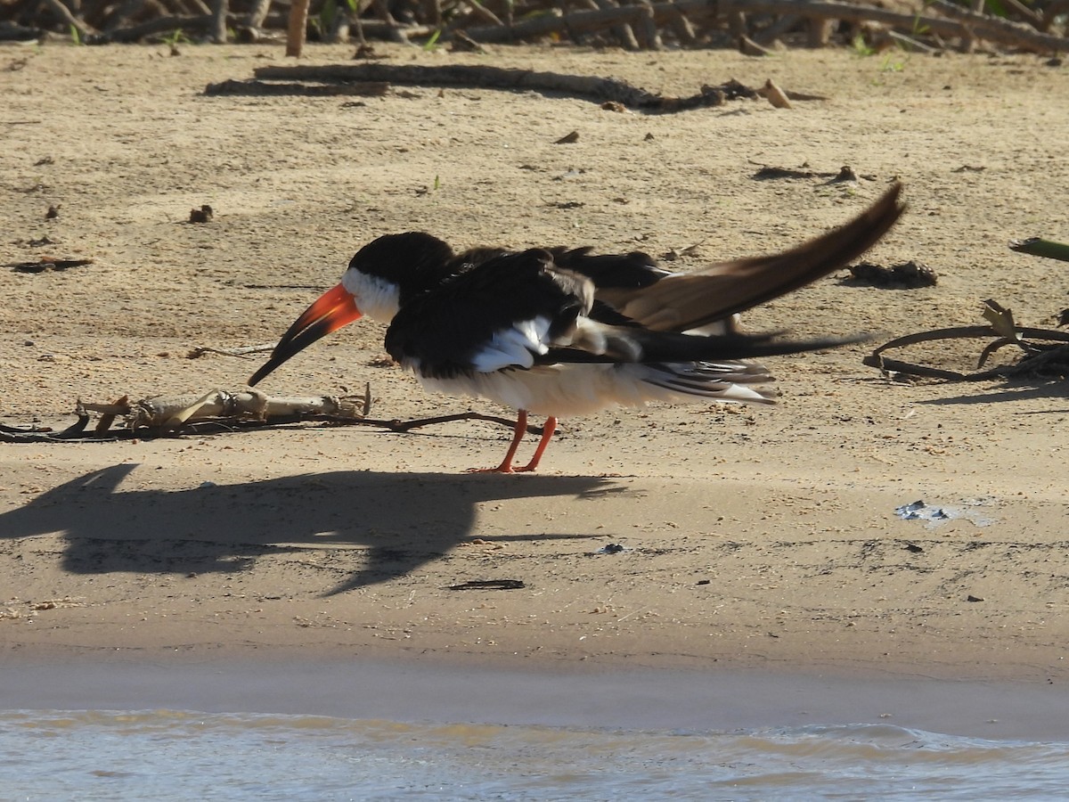 Black Skimmer - ML646003606